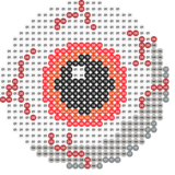 Auge